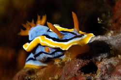 Chromodoris annae - Nikon D300, 105mm, no crop, 1/30 sec ... by Michael Henke 
